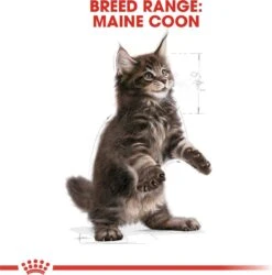 Royal Canin Maine Coon Kitten - Kattenvoer - 4 Kg -Huisdierbenodigdheden 1186x1200 1
