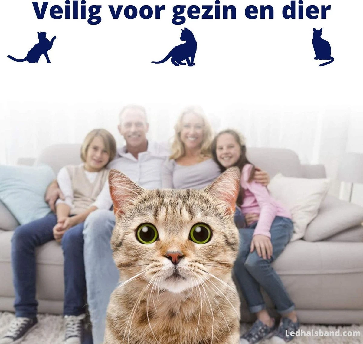 Biologische Vlooien- En Tekenband Voor Katten - BLAUW - Zonder Giftige Pesticiden - Veilig En Verantwoord 4 Biologische Vlooien- En Tekenband Voor Katten - BLAUW - Zonder Giftige Pesticiden - Veilig En Verantwoord - Afbeelding 2