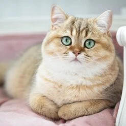 Lord Lou - George Roze Velvet S - Luxe Hondenmand - Luxe Kattenmand - 49x40x31 -Huisdierbenodigdheden 1200x1197 6