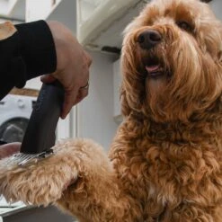 Clipr Ultimate 2-speed Hondentondeuse Op Accu 14 Clipr Ultimate 2-speed Hondentondeuse Op Accu -Huisdierbenodigdheden 1200x1200 137