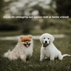 AYOO Agility Voor De Hond - Honden Training - Honden Behendigheid Set - Hondenparcours - Training Huisdieren - Honden Agility Set - Slalom - Horde - Draagzak - Agility Set - Oranje - Wit - GRATIS Speeltouw -Huisdierbenodigdheden 1200x1200 204