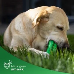 Tandenborstel Hond Melk Geur Smaak En Piep Honden Speelgoed Dog Toy - Krokodil Groen - Dutchwide -Huisdierbenodigdheden 1200x1200 298