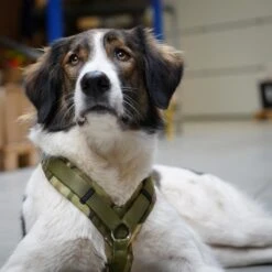 AnnyX Hondentuig - FUN - LIMTED EDITION - Speurtuig - Camouflage - Legergroen - Maat S - Borstomvang 52-64cm - Gewicht Hond 9 -19 Kg - My K9 -Huisdierbenodigdheden 1200x1200 37