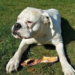 Topdiervoeding Runderkophuid Hondensnacks - Vers Gedroogd - 30cm - 1000 Gram -Huisdierbenodigdheden 1200x1200 413