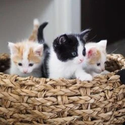 District 70 COCOON - Luxe Hondenmand Van Duurzaam Hoogwaardig Riet Met Zacht Kussen - Maten S/M/L - Large -Huisdierbenodigdheden 1200x1200 429