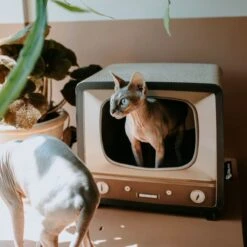 District 70 TELLY - Retro TV Krabmeubel - Instagrammable Kartonnen TV Voor Katten - 39 X 27 X 37 Cm -Huisdierbenodigdheden 1200x1200 618