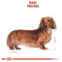 Royal Canin Dachshund/Teckel Adult 7.5 KG -Huisdierbenodigdheden 1200x1200 77