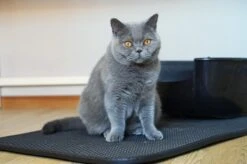 Merkloos Tastelio XXL Kattenbakmat 75x55cm - Groot Kattenbak Mat Met Innovatieve Honingraatstructuur - Dubbele Waterdichte Laag - Katten Bak Mat Met Eenvoudige Reiniging Grit Opvanger -Huisdierbenodigdheden 1200x799 14