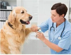 Woodoro Nagelknipper Nagelvijl Nagelschaar Voor Hond En Kat - Incl. Veiligheidsstop -Huisdierbenodigdheden 1200x928 1