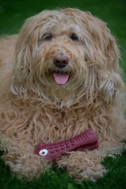 Tandenborstel Hond Melk Geur Smaak En Piep Honden Speelgoed Dog Toy - Krokodil Groen - Dutchwide -Huisdierbenodigdheden 800x1200 2