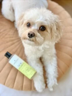 Fresh & Fluffy - Hondenshampoo Kamille / Patchouli - Geschikt Voor Alle Hondenrassen - Natuurlijk & Vegan Voor De Gevoelige Huid - 250ml -Huisdierbenodigdheden 899x1200 1