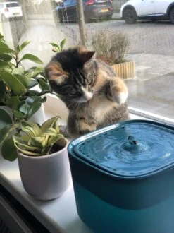 No Logo - 3L - Drinkfontein Voor Huisdieren, Water Fontein - Waterdispenser - Waterautomaat Drinkbakken 3L Voor Huisdieren Katten - Honden - Konijnen - Goud - Groen - Kattenfontein - Fontein - Drink - Bak - Drinkbak - Hond - Konijn - Kat - 2l - 1l - -Huisdierbenodigdheden 899x1200 8