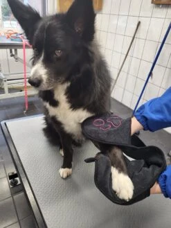 N4dogs – Hondenhanddoek – Honden Handdoek – Microvezel Handdoek – Handdoek Hond – Droogdoek Hond – Dierendeken – Sterk Absorberend – Handdoek Met Zakken - Zwart - 66 X 23 Cm 10 N4dogs – Hondenhanddoek – Honden Handdoek – Microvezel Handdoek – Handdoek Hond – Droogdoek Hond – Dierendeken – Sterk Absorberend – Handdoek Met Zakken - Zwart - 66 X 23 Cm -Huisdierbenodigdheden 900x1200 10