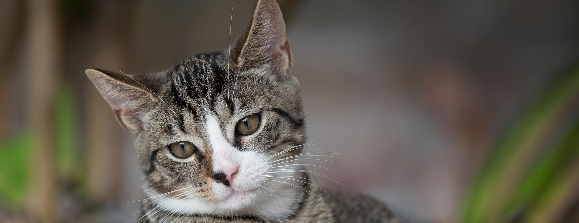 Voorkant -Huisdierbenodigdheden european shorthair 8267220 1920