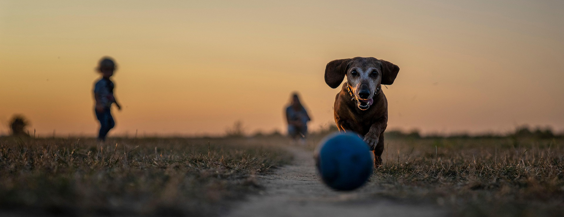 Voorkant -Huisdierbenodigdheden pet 7106365 1920